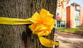 A yellow ribbon, tied around a tree in Tiffany Loop on campus